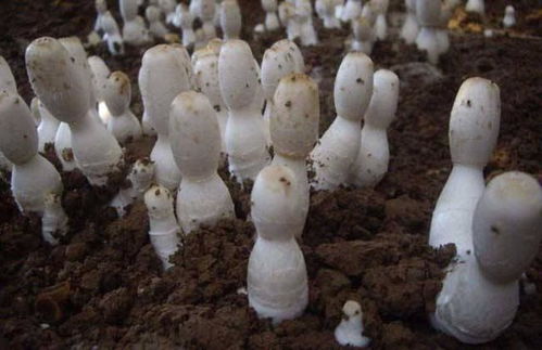 雞腿菇栽培嚴(yán)防雞爪菌 石灰與石膏一步到位防治實(shí)用指南